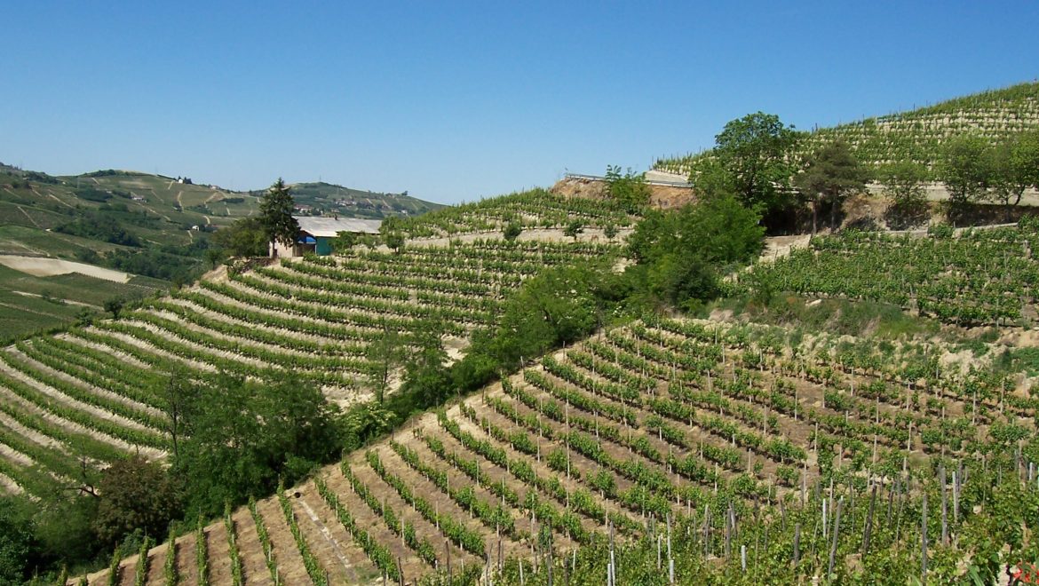 “Albarossa” un vitigno autoctono tutto Piemontese!